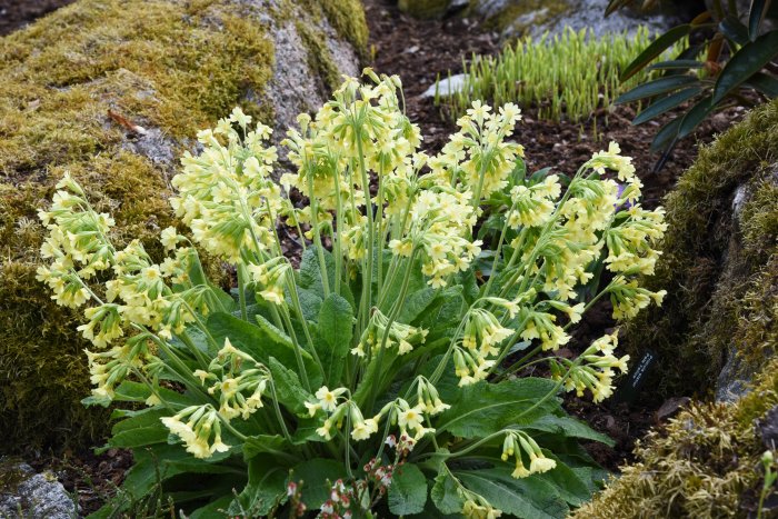 Blommande Primula elatior 'Pale yellow' med frodigt gröna blad i en trädgårdsrabatt.