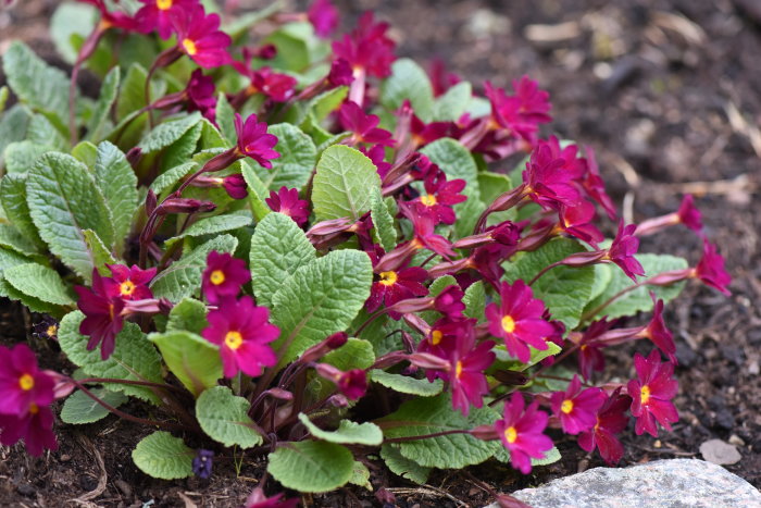 Primula polyantha 'Dark Rosaleen' med mörkröda blommor och gröna löv i en trädgårdsmiljö.