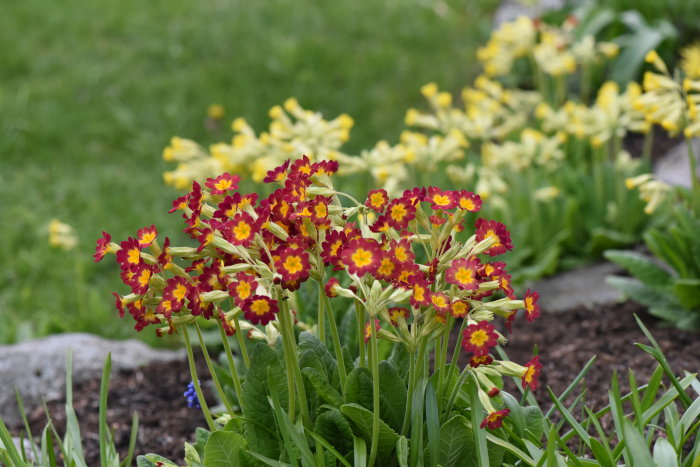 Blomsterbädd med röda och gula Primula pruhoniciana 'Schneekissen' i förgrunden och gula Primula i bakgrunden.