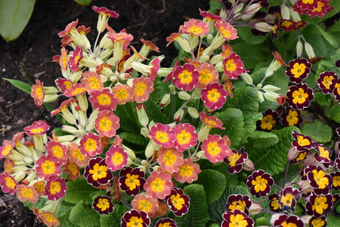 Färgglada Primula blommor i nyanser av rött, gult och vitt med gröna blad.