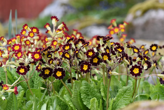 Primula-blommor i olika nyanser av gult och rött med frodigt gröna blad i en trädgård.