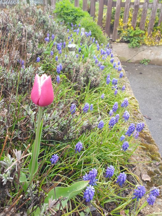 Blommande lavendelrabatt med lila blommor och en främstående rosa tulpan längs en trottoar.