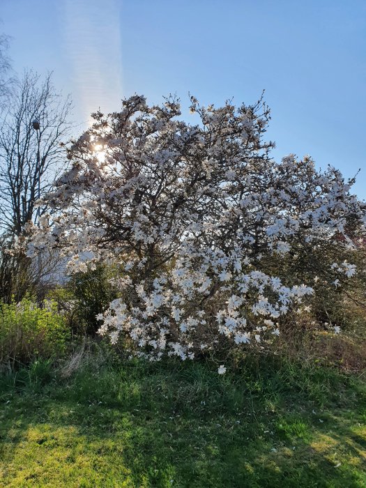 En magnoliaträd i full blom med vita blommor mot en blå himmel belyses av solljus som sipprar genom grenarna.