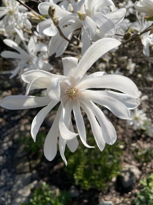 Närbild på en vit stjärnmagnoliablomma med utslagna kronblad i solsken.