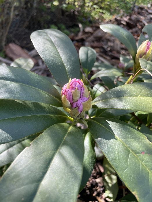 Knopp av Rhododendron med rosa blomblad börjar öppna sig bland gröna, glansiga blad i trädgården.