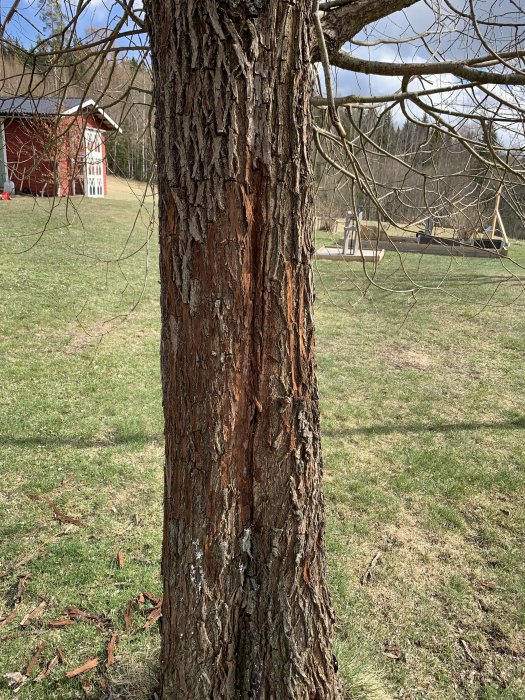 Träd med torr bark som lossnar, eventuellt en pil, med lantlig miljö i bakgrunden.