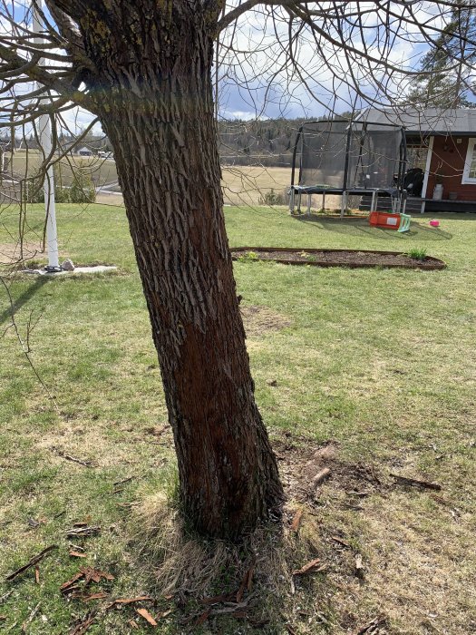 Träd med torr, sprucken bark på en gräsmatta med en studsmatta i bakgrunden.