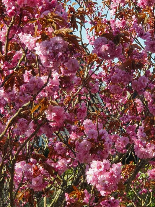 Blommande prydnadskörsbärsträd med frodiga rosa blommor och rödbruna blad i solljus.