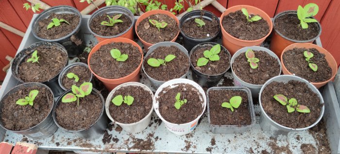 Flera krukor med småplantor av palettblad, paprika och tomat på ett bord redo för omplantering.
