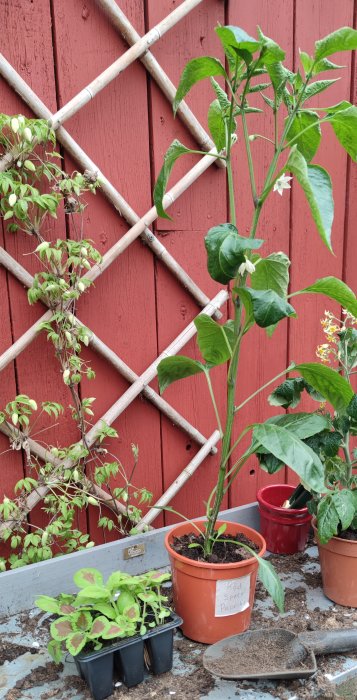 Omplanterade palettblad, paprika och tomater i krukor mot en röd trävägg med spaljé.