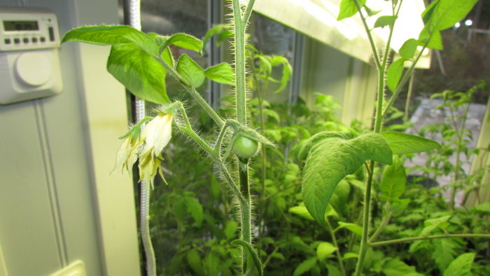 Tomatplanta med små gröna tomater och blommor på ett bord inomhus.