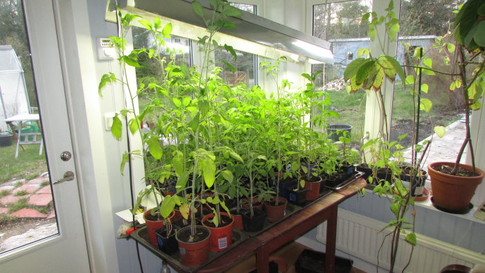 Tomatplantor i krukor under växtljus på ett bord inomhus med utsikt mot en trädgård.