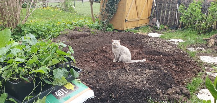Nyberett trädgårdsland med grå katt sittande mitt i jorden bredvid plantkärl med grönsaker.