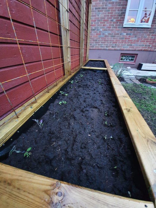 Utplanterade tomatplantor i jord i trälåda längs husvägg med stödnät.