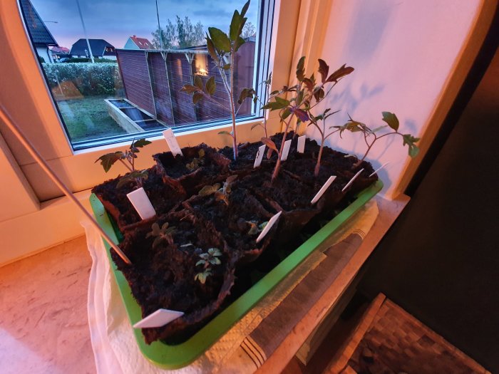 Tomatplantor i krukor vid fönster, nyligen gallrade, med namnskyltar och bakgrund av en trädgård i skymningen.