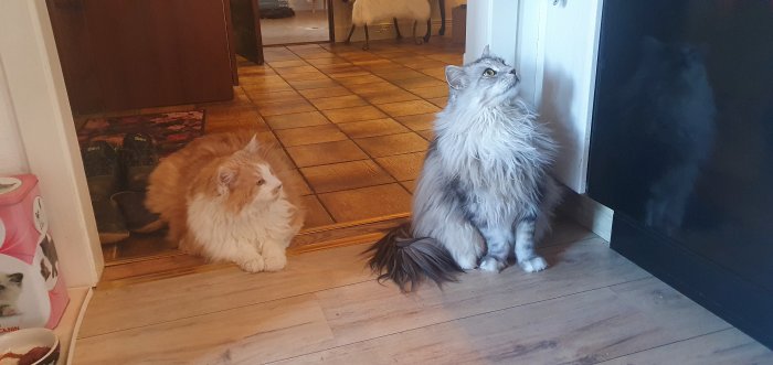 Två Maine Coon katter väntar i köket, en orange till vänster och en grå till höger.