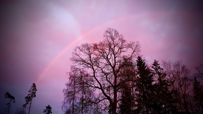 En svag regnbåge över silhuetter av träd mot en rosa-lila kvällshimmel efter regn.