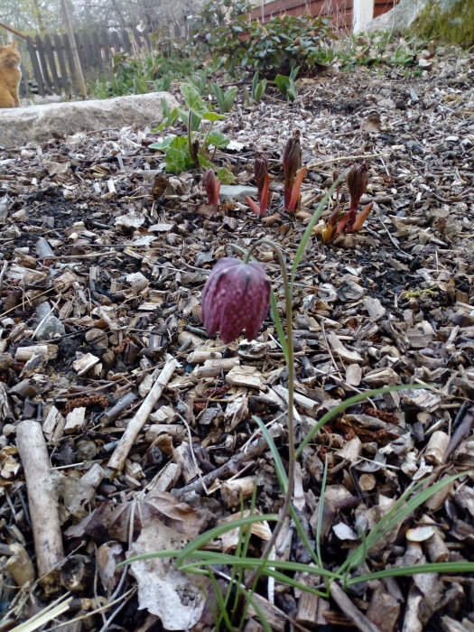 Kungsängslilja närbild med fler knoppar i bakgrunden på ett flisbelagt blomsterland.