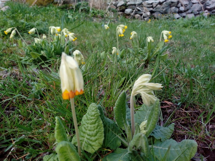 Gula klockliknande blommor och knoppar i förgrunden med stenmur i bakgrunden.