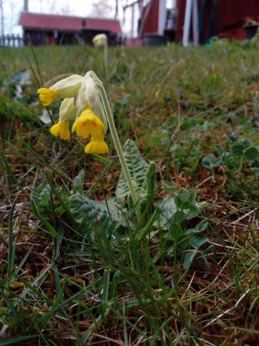 Gul och vit vårblomma som blommar på gräsmatta med röd stuga i bakgrunden.