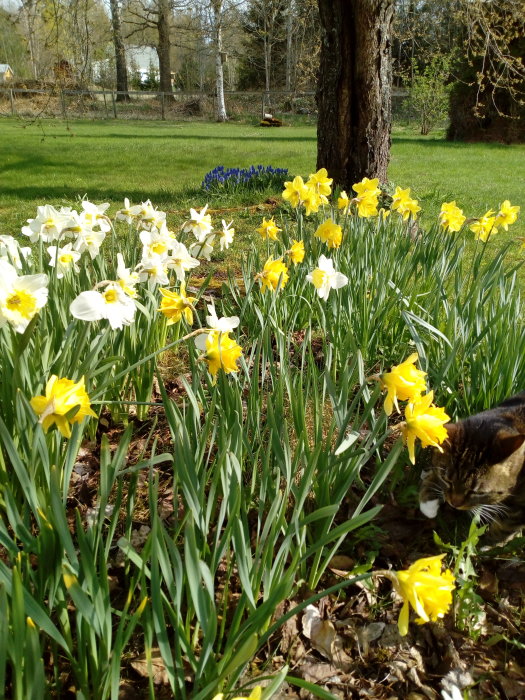 Gul narcissblommor och blå scilla i full blom i en trädgård med en katt som sniffar på en blomma.