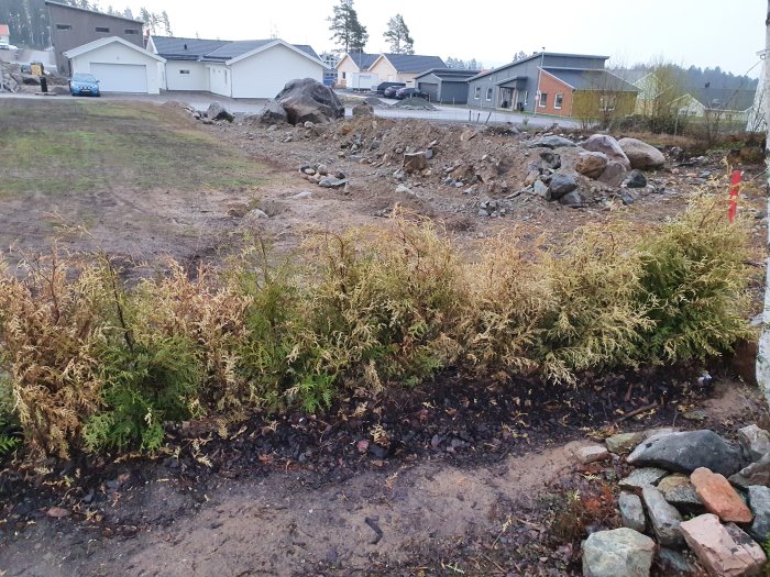 Vissna och gula thujor i en slänt med synlig marktäckning av bark och stenar, i ett bostadsområde.