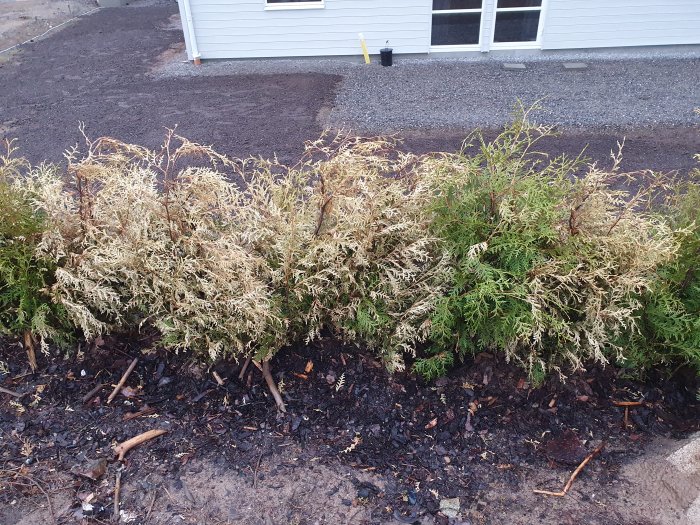 Vissna och gula thujor i en slänt framför ett hus, några är gröna, med täckbark vid basen.