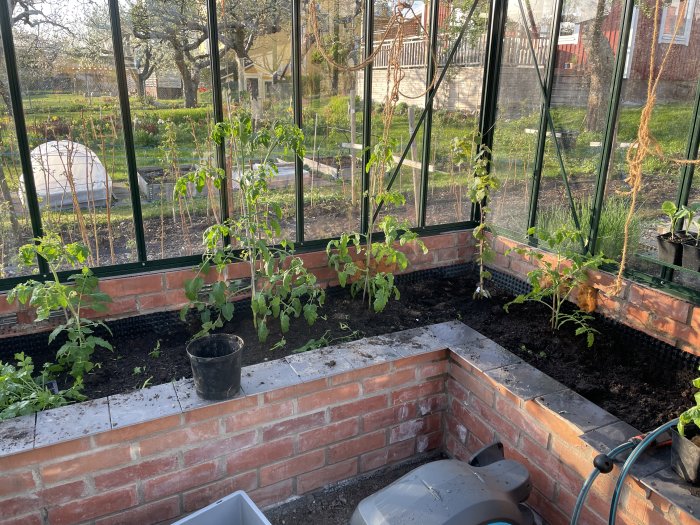 Tomatplantor och andra grönsaksplantor i ett växthus med röda tegelbänkar.