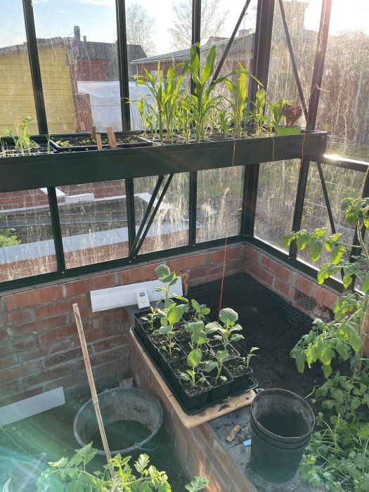 Grönsaksplantor redo för utplantering i ett soligt växthus, inklusive tomatplantor och små majsskott.