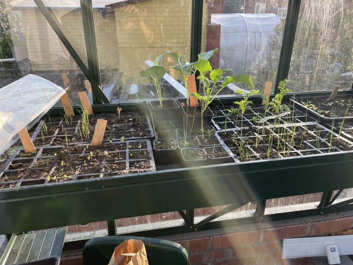 Odlingstråg med plantor som tomat, kål och romanesco i ett växthus, markerade med träetiketter.