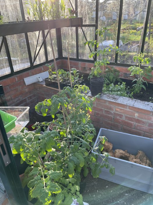 Tomatplantor och andra grönsaksplantor i ett soligt växthus, redo för utplantering.