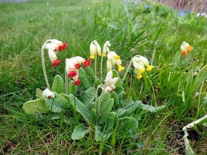 Röda, gula och orange gullvivor i förgrunden med grönt gräs och blå blommor i bakgrunden.