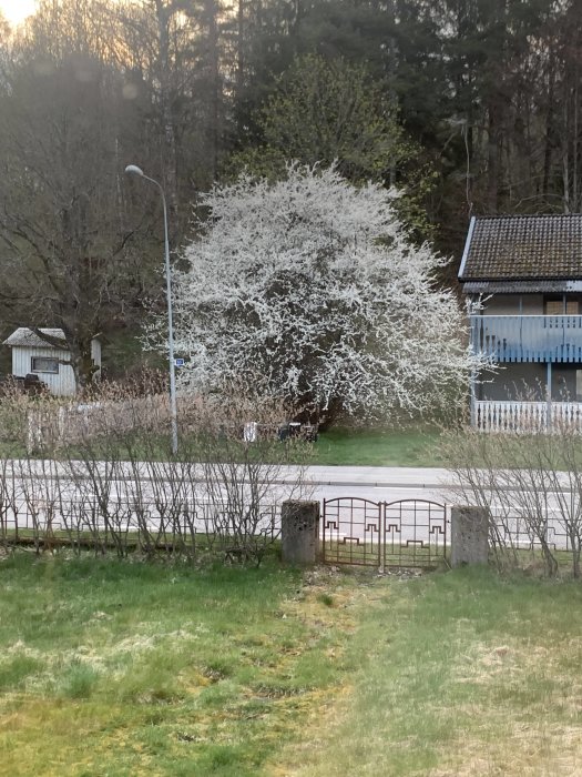 Blommande plommonträd i skymning med ljusa grenar som framträder mot en mörkare bakgrund.