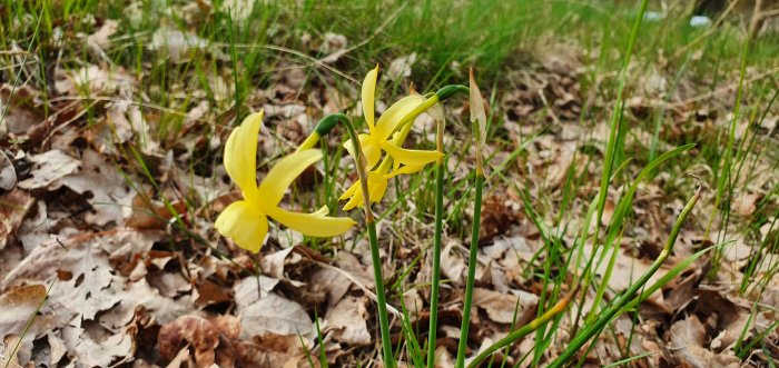 Gul blomma som liknar en påsklilja, omgiven av grönt gräs och brunt löv på marken.