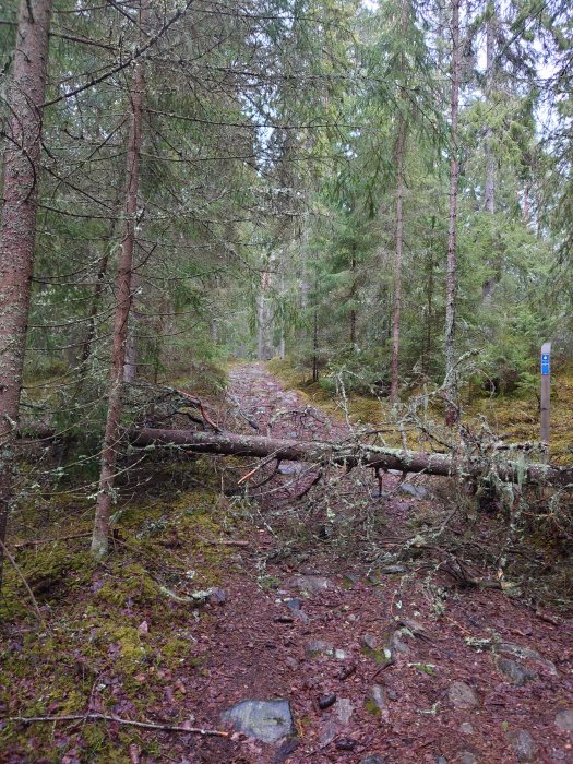 Stig i skogen blockerad av ett omkullfallet träd täckt med mossa och lavar.