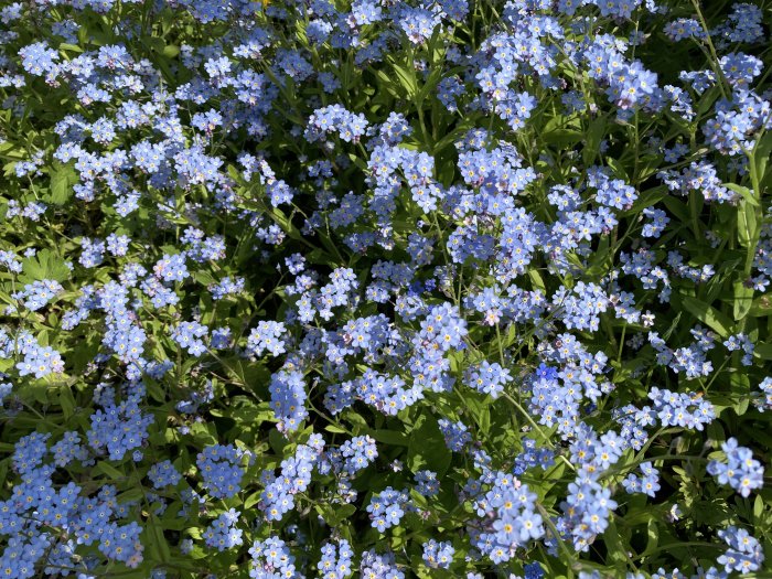 Ett fält med små blå blommor och grönt lövverk som liknar ett hav av blått.