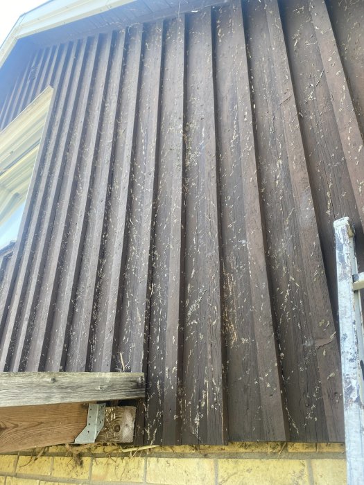 Vertikal träpanel med rester från klätterväxter som behöver rengöras innan målning.