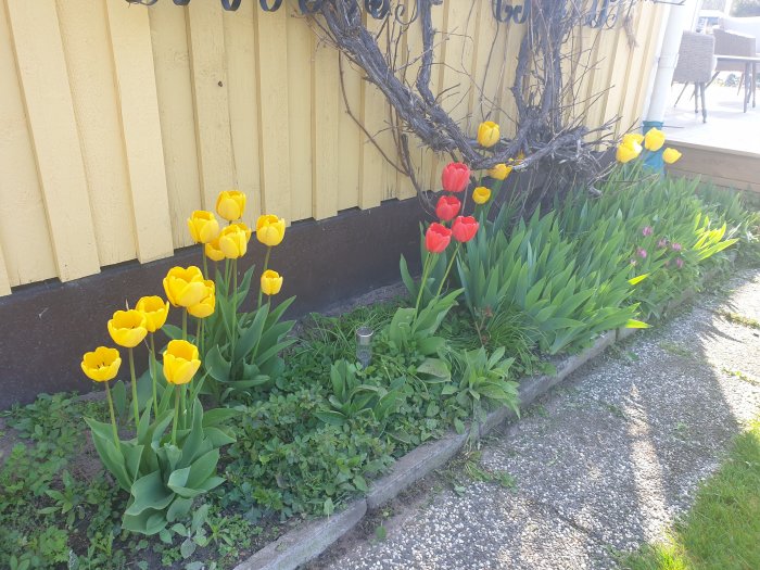 Gul och röda tulpaner planterade längs en husvägg med vinranka och utemöbel i bakgrunden.