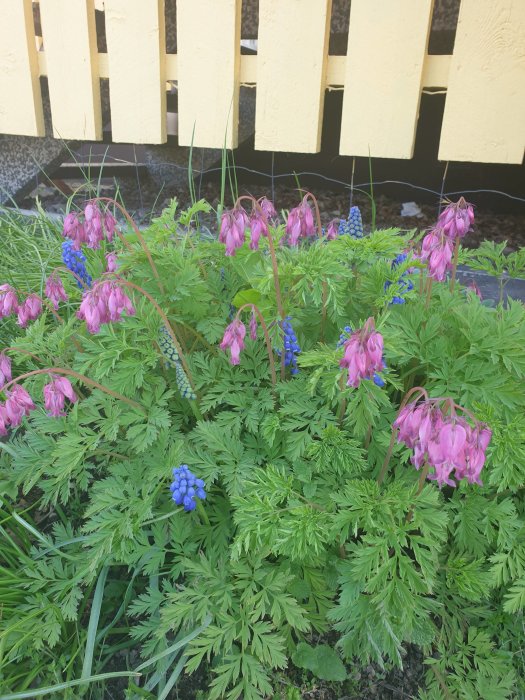 Rosa hängande blommor och blå klockhyacinter framför en gul staket.