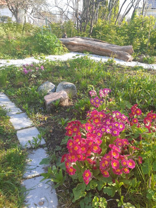 Trädgårdsväg med stenplattor, blommande rosa primula och en trädstam i bakgrunden.