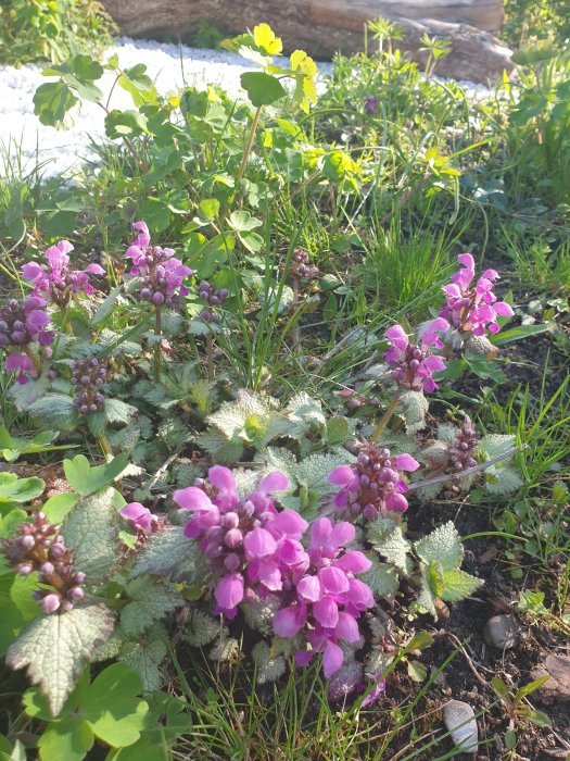 Lummig trädgårdsrabatt med rosa blommor av släktet Lammöron och gula smörblommor i solljus.