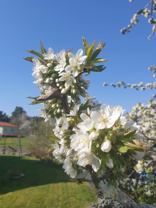 Kvist med vita blommor i förgrunden, blå himmel och suddig grönska i bakgrunden.