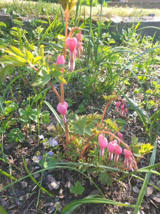 Löjtnantshjärtan i förgrunden med grönt bladverk och gräs på en trädgårdsbädd i solsken.