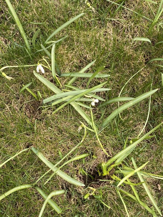 Ojämnt klippt gräsmatta med olika sorters ogräs och vissna blommor.