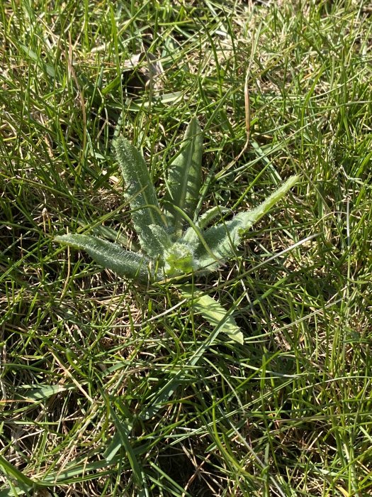 Ogräs i nyetablerad gräsmatta med fokus på en större bladrosett bland grässtrån.