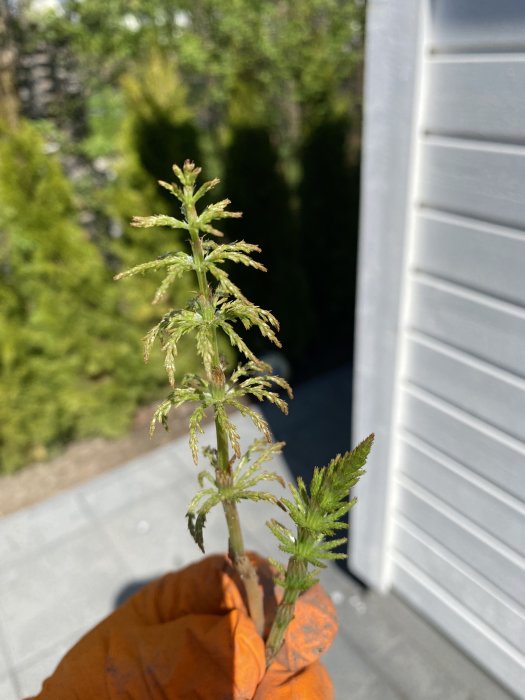 Ogräsväxt i handskyddad hand framför en gräsmatta med behov av identifiering och råd om borttagning.