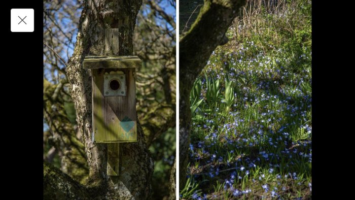 Fågelholk på ett träd och blå stjärnhyacinter som blommar i vårträdgården.