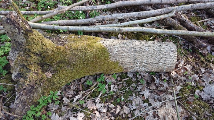 Mossbeklädd stock med en avsågad ände ligger bland löv och grenar på skogsmark.