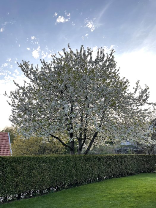 Lummigt blommande träd i en trädgård med häck och gräsmatta mot en blå himmel med moln.