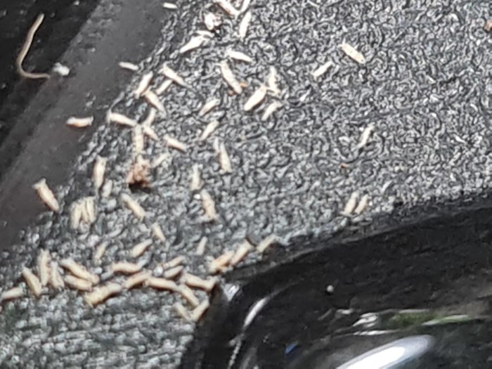 Närbild på små träspån och sågspån mot en svart bakgrund.